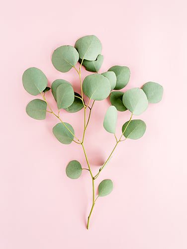 Savons Arthur Organische eucalyptus multifunctionele reiniger - gemaakt in Frankrijk - allesreiniger - huis en tuin schoonmaker 1ltr